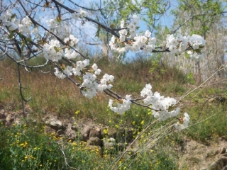 Almendro en flor